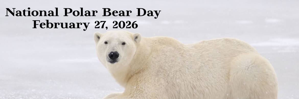 Image "National Polar Bear Day"